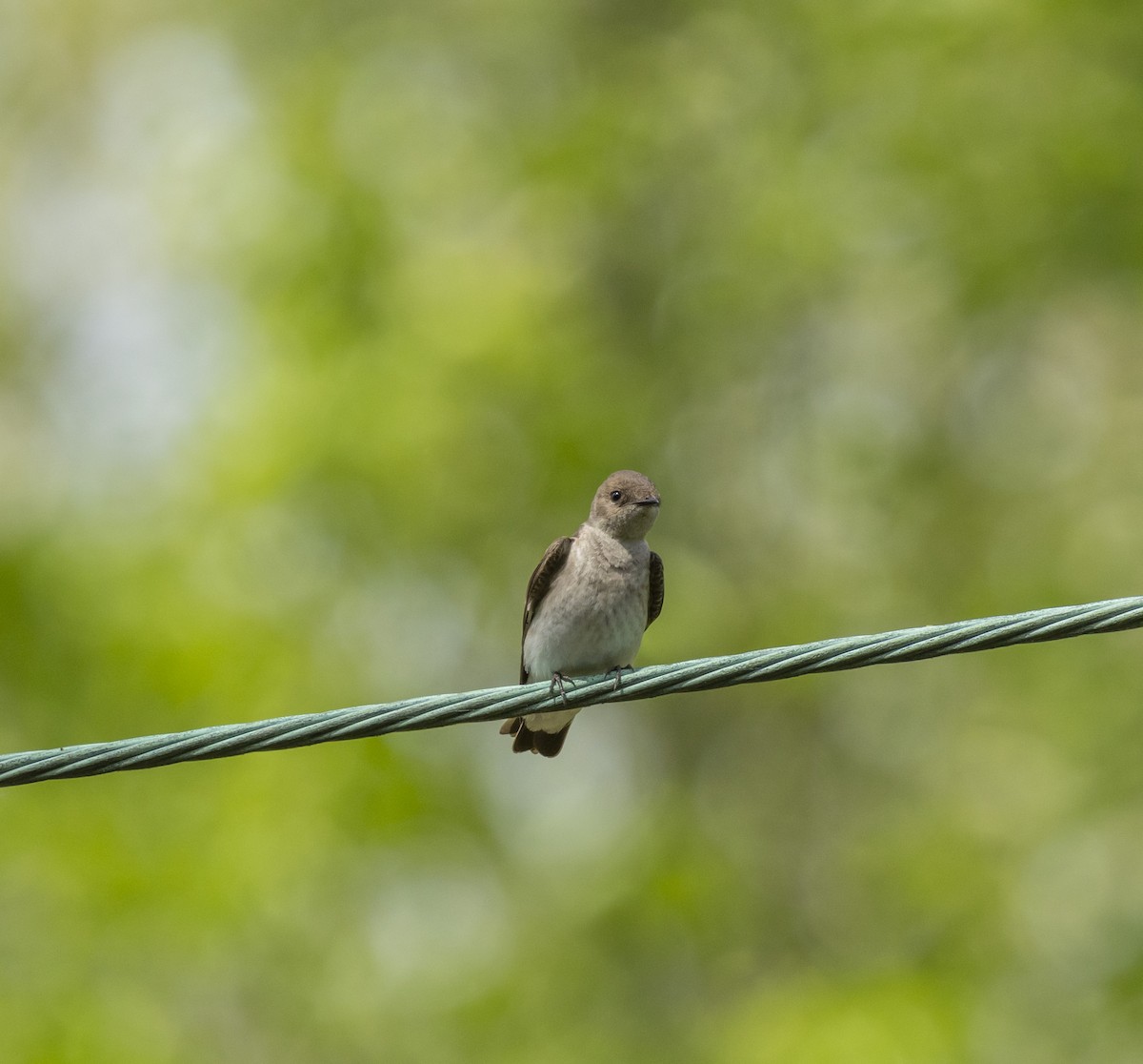Northern Rough-winged Swallow - ML618381507