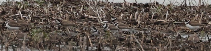 Semipalmated Plover - ML618381512