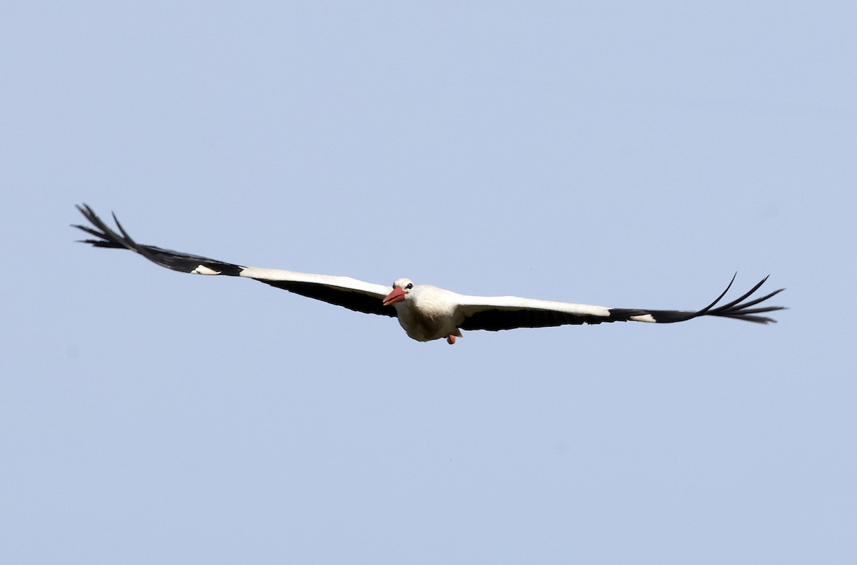 White Stork - ML618381514