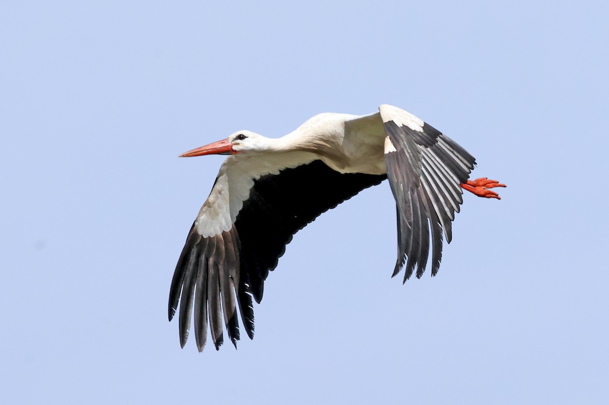 White Stork - ML618381515