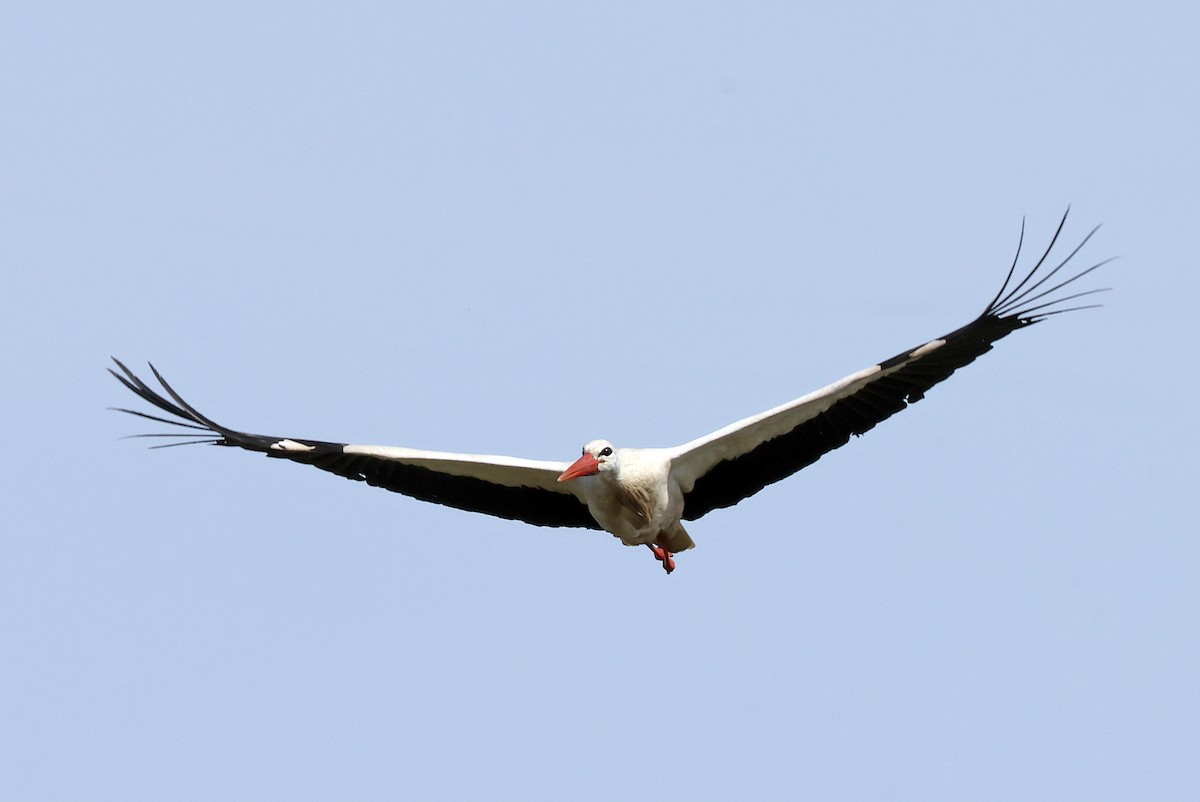 White Stork - ML618381516