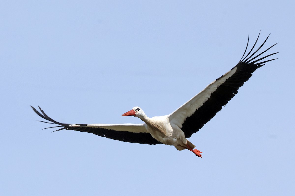 White Stork - ML618381517