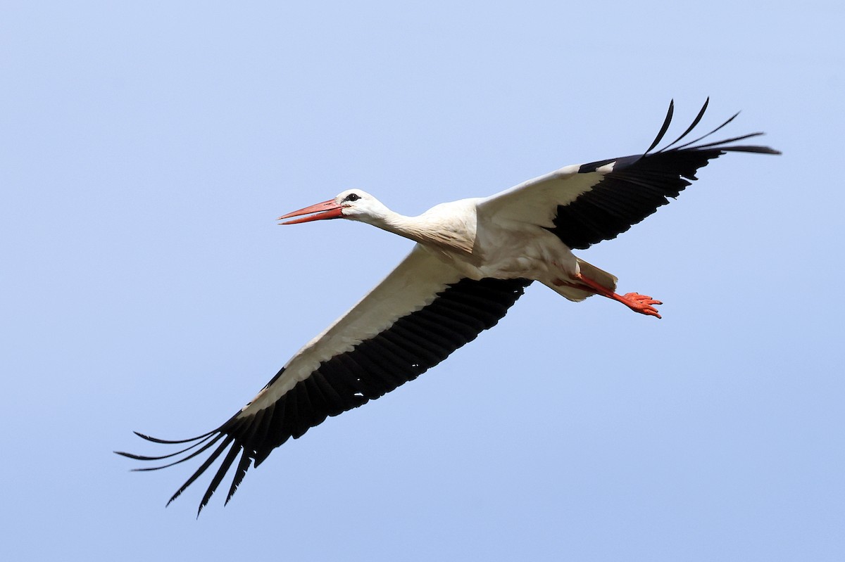 White Stork - ML618381518