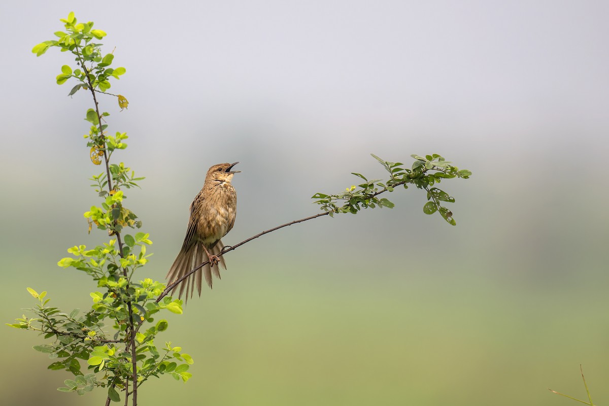 Striated Grassbird - Parthasarathi Chakrabarti