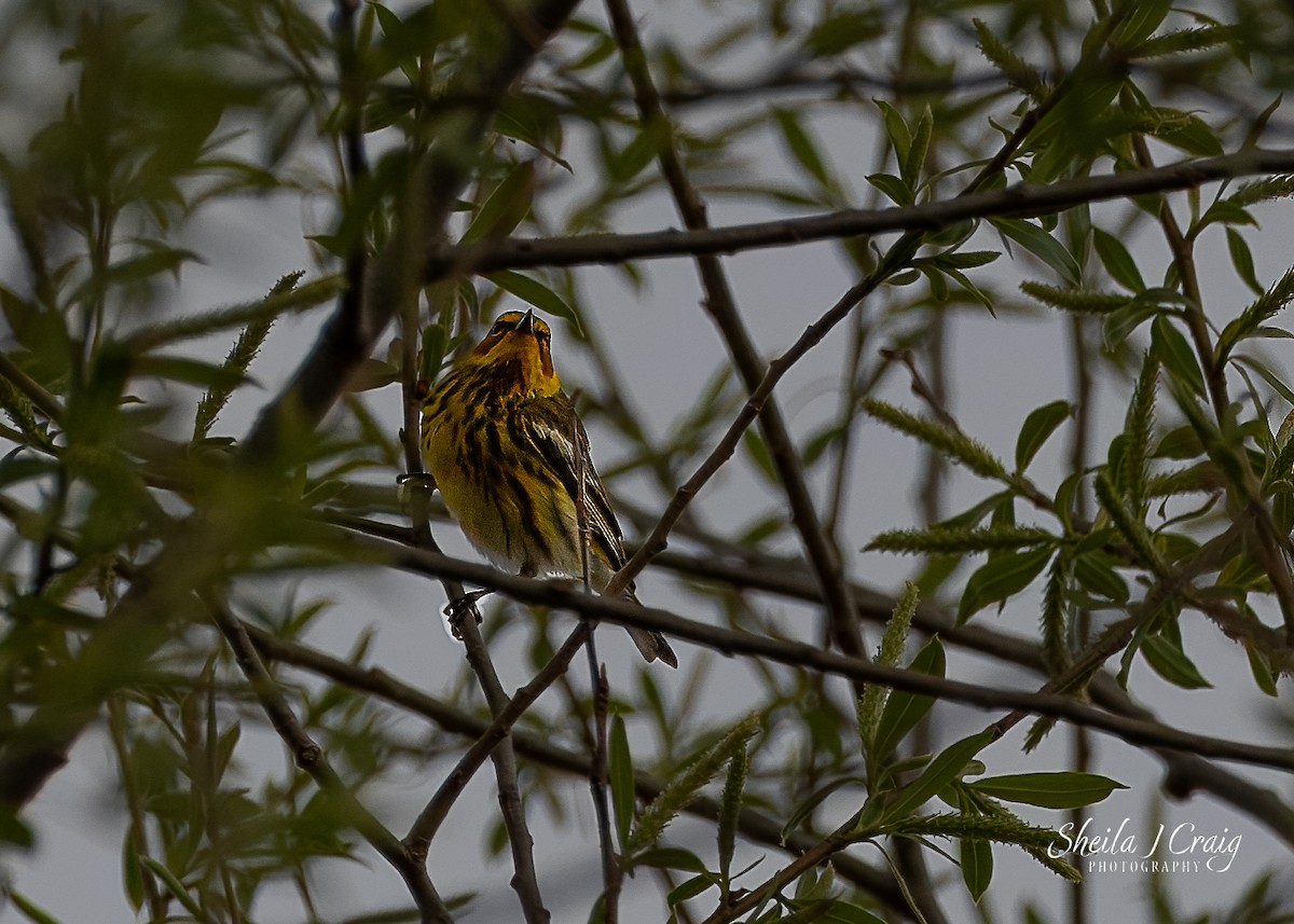 Cape May Warbler - ML618381537