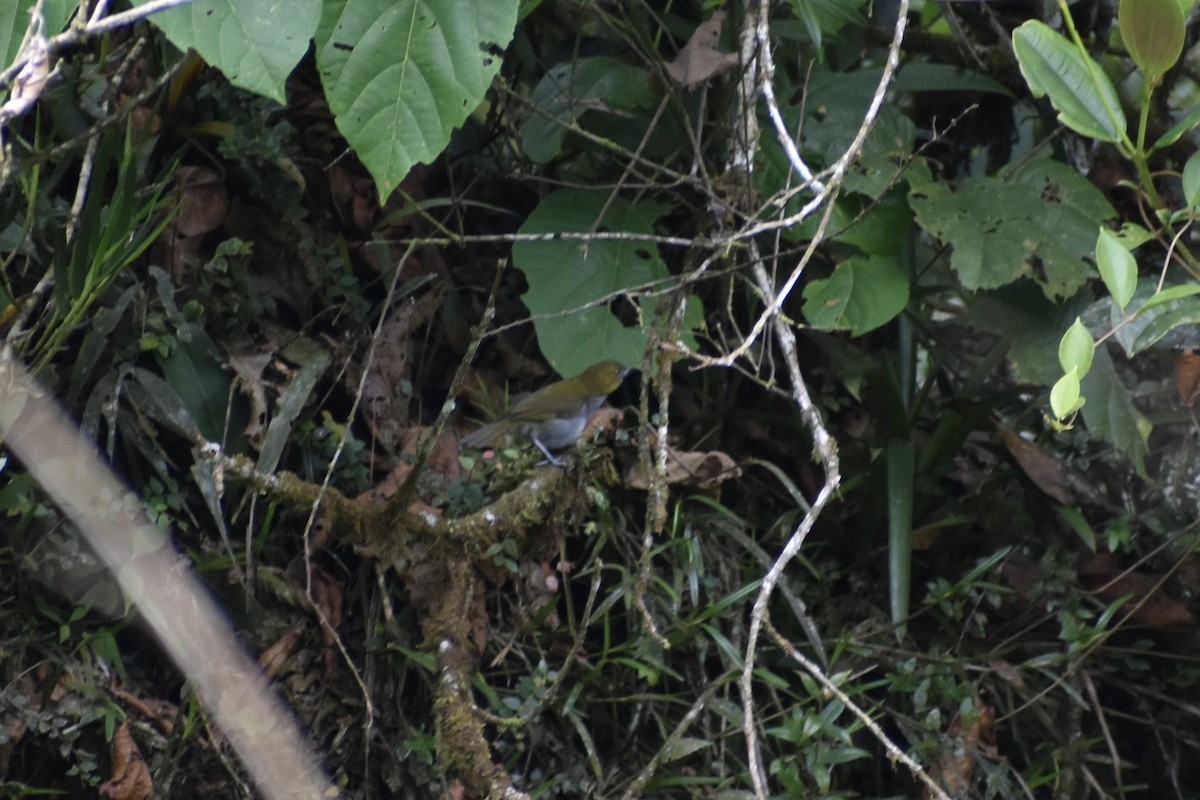 Зеленник жовтогорлий (підвид flavigularis/marginatus) - ML618381550