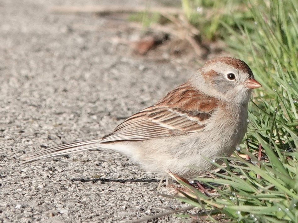 Field Sparrow - Mike Blancher