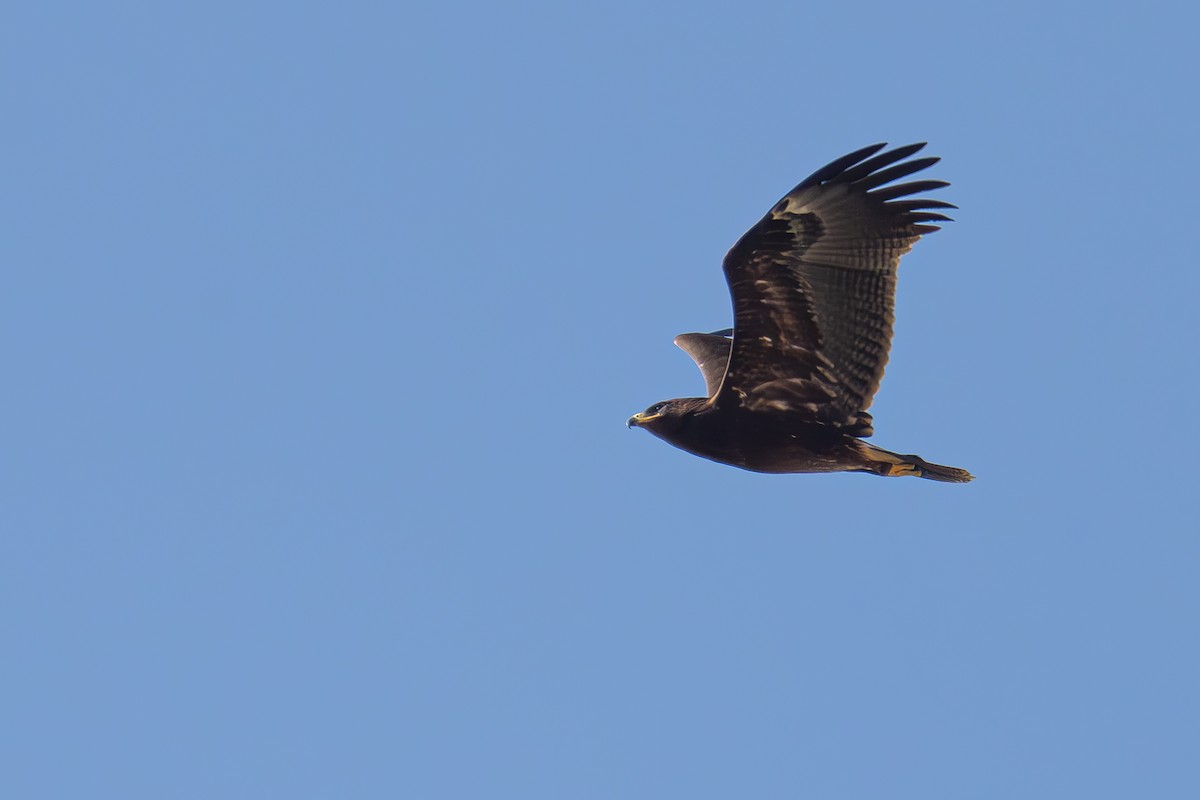 Lesser x Greater Spotted Eagle (hybrid) - Uriel Levy