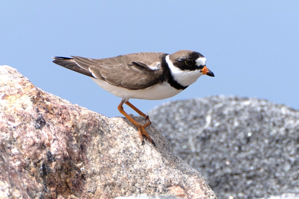 Semipalmated Plover - ML618381600