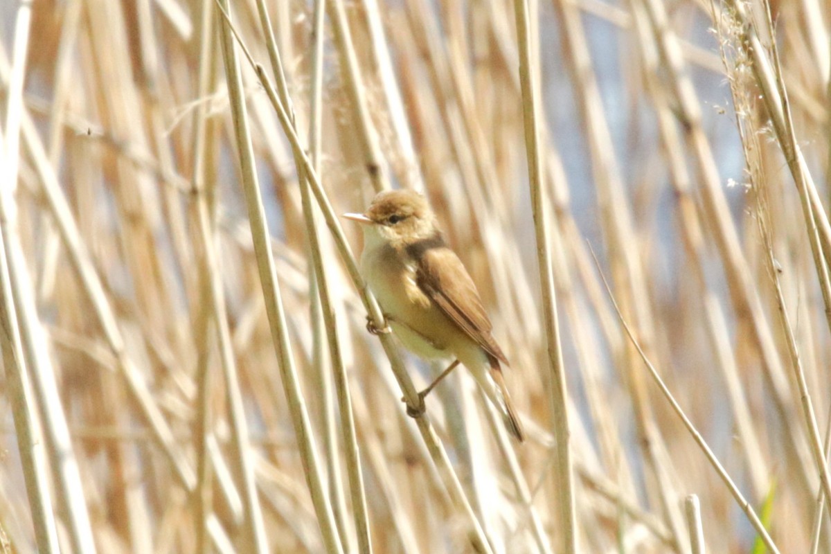 Common Reed Warbler - ML618381687