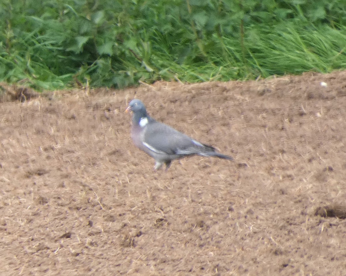 Common Wood-Pigeon - ML618381694