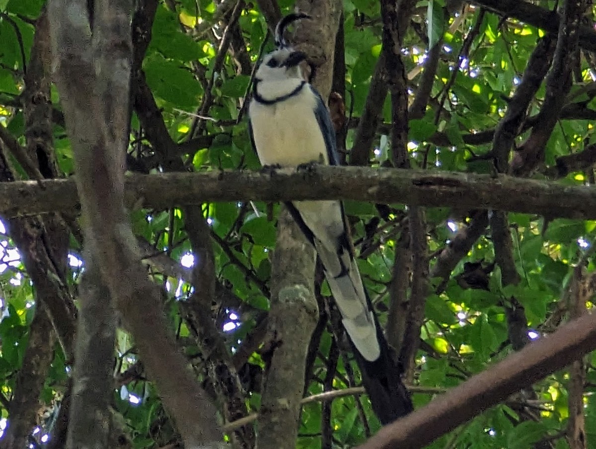 White-throated Magpie-Jay - ML618381710