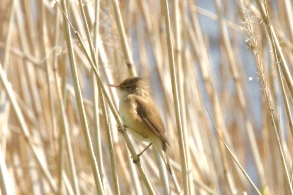 Common Reed Warbler - ML618381719
