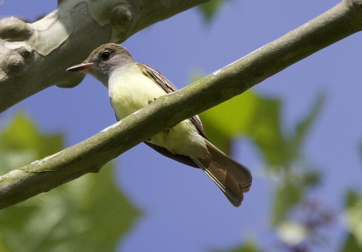 Great Crested Flycatcher - ML618381773