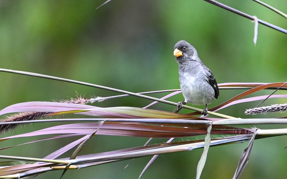 Gray Seedeater - ML618381783