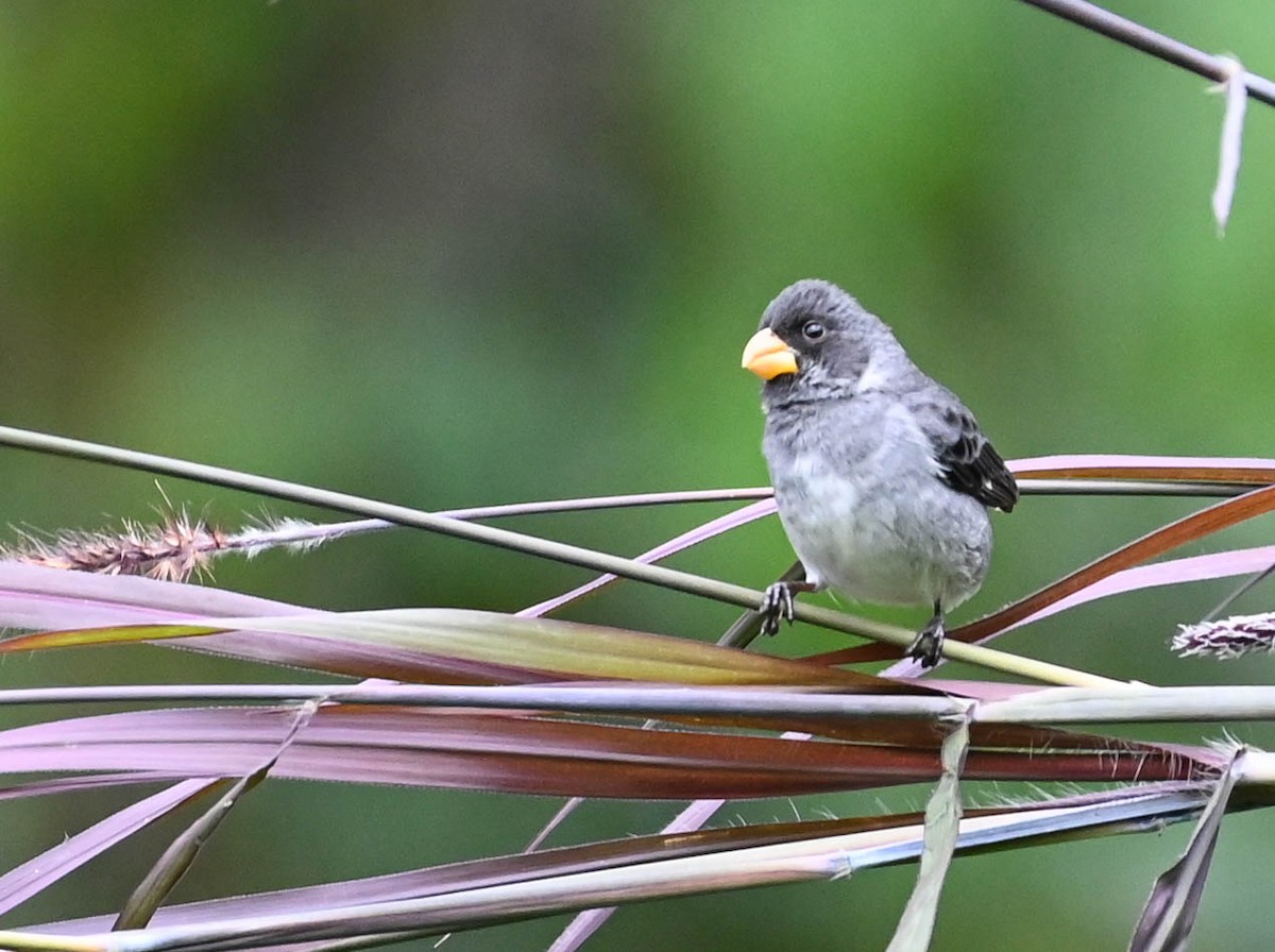 Gray Seedeater - ML618381784
