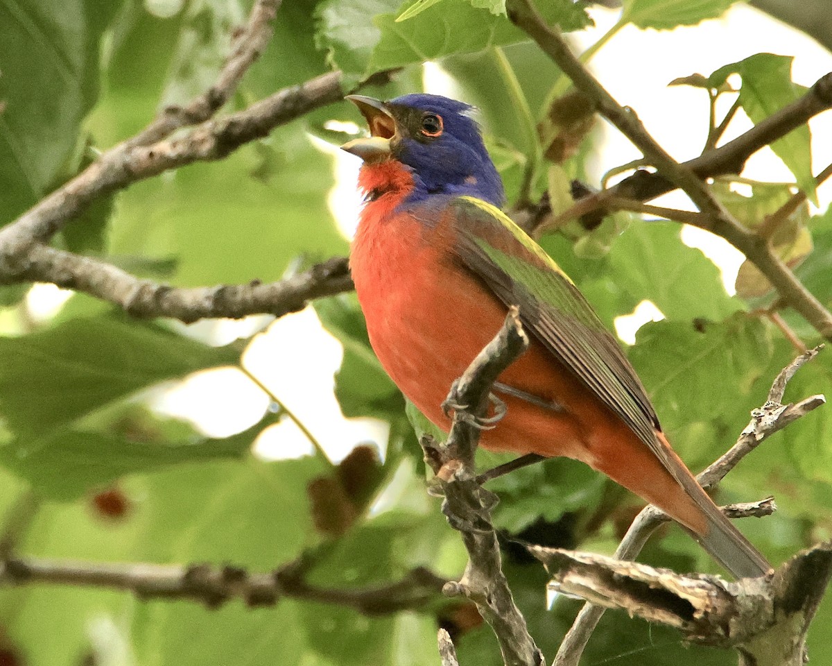 Painted Bunting - ML618381793