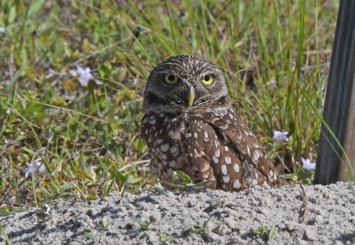 Burrowing Owl - ML618381795