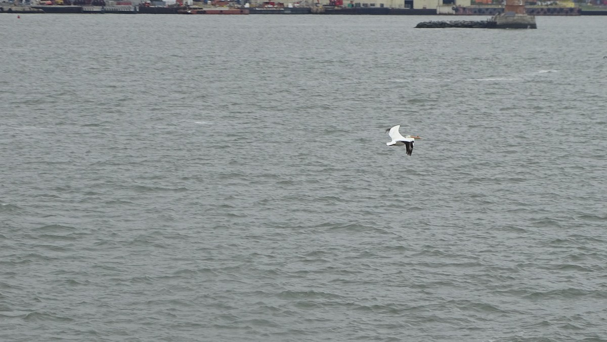 American White Pelican - ML618381801