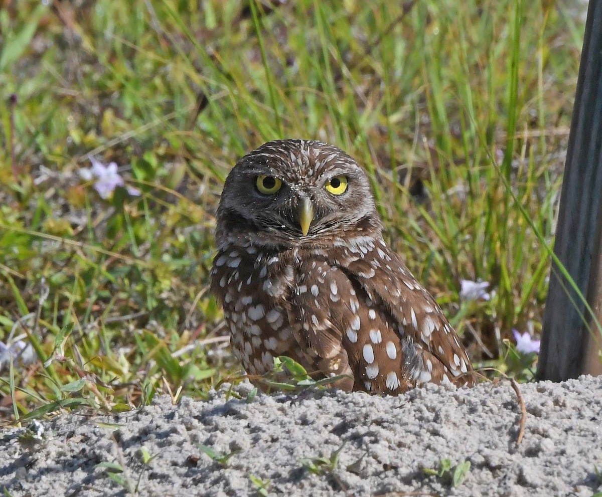 Burrowing Owl - Sharon Lynn