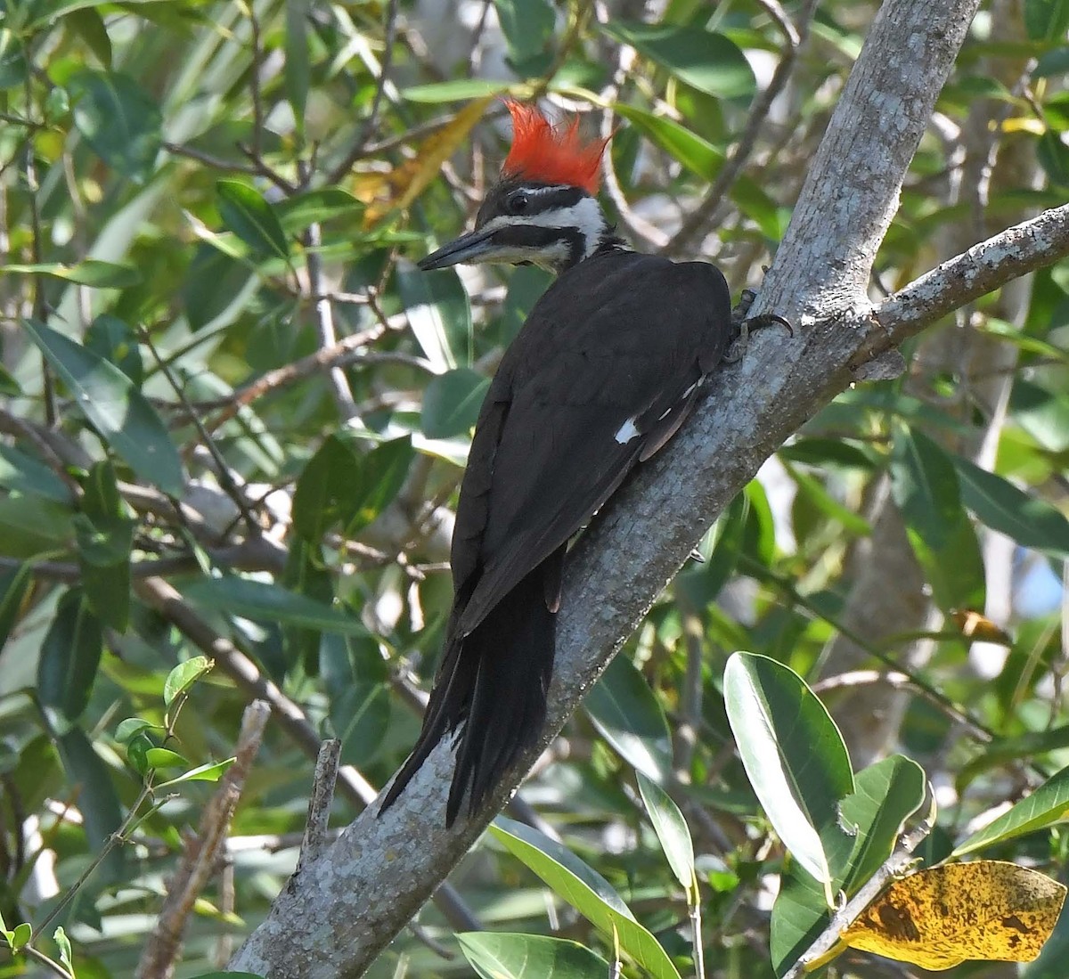 Pileated Woodpecker - ML618381825