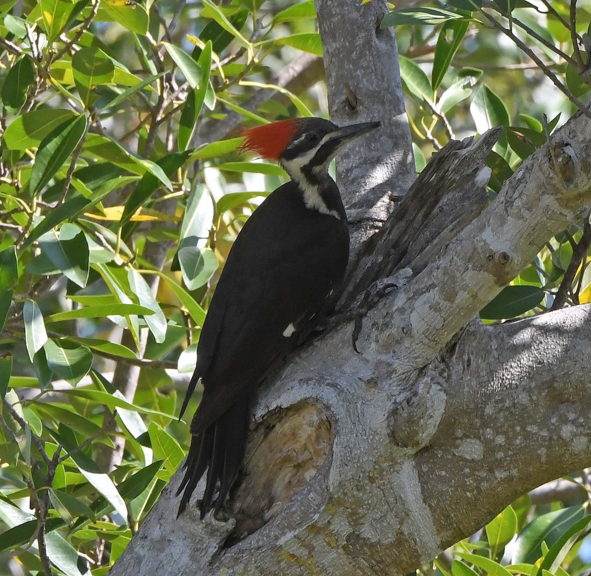 Pileated Woodpecker - ML618381834