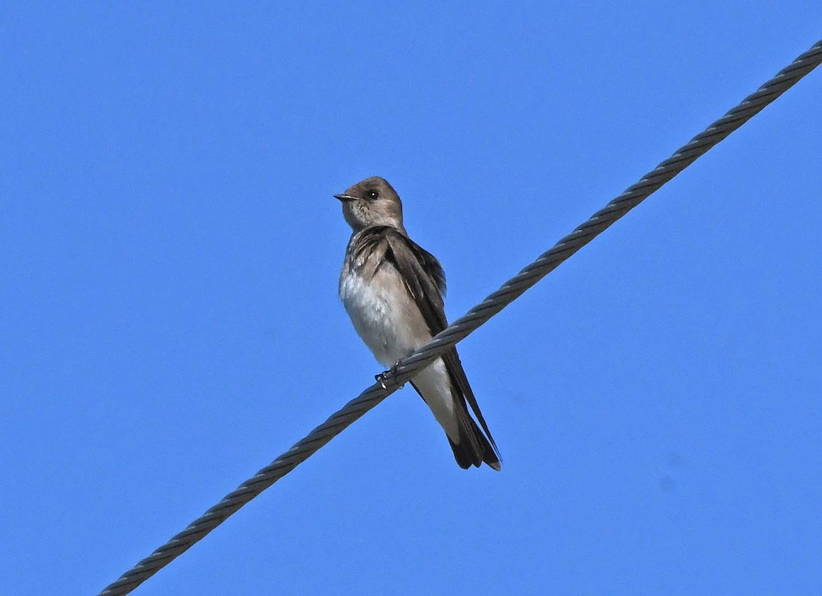 Northern Rough-winged Swallow - Sharon Lynn