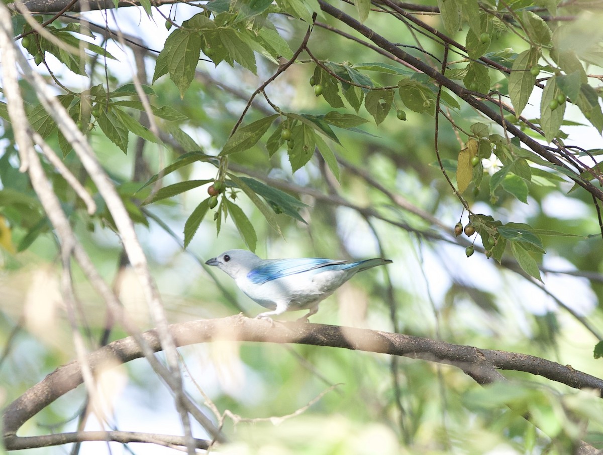 Blue-gray Tanager - ML618381856