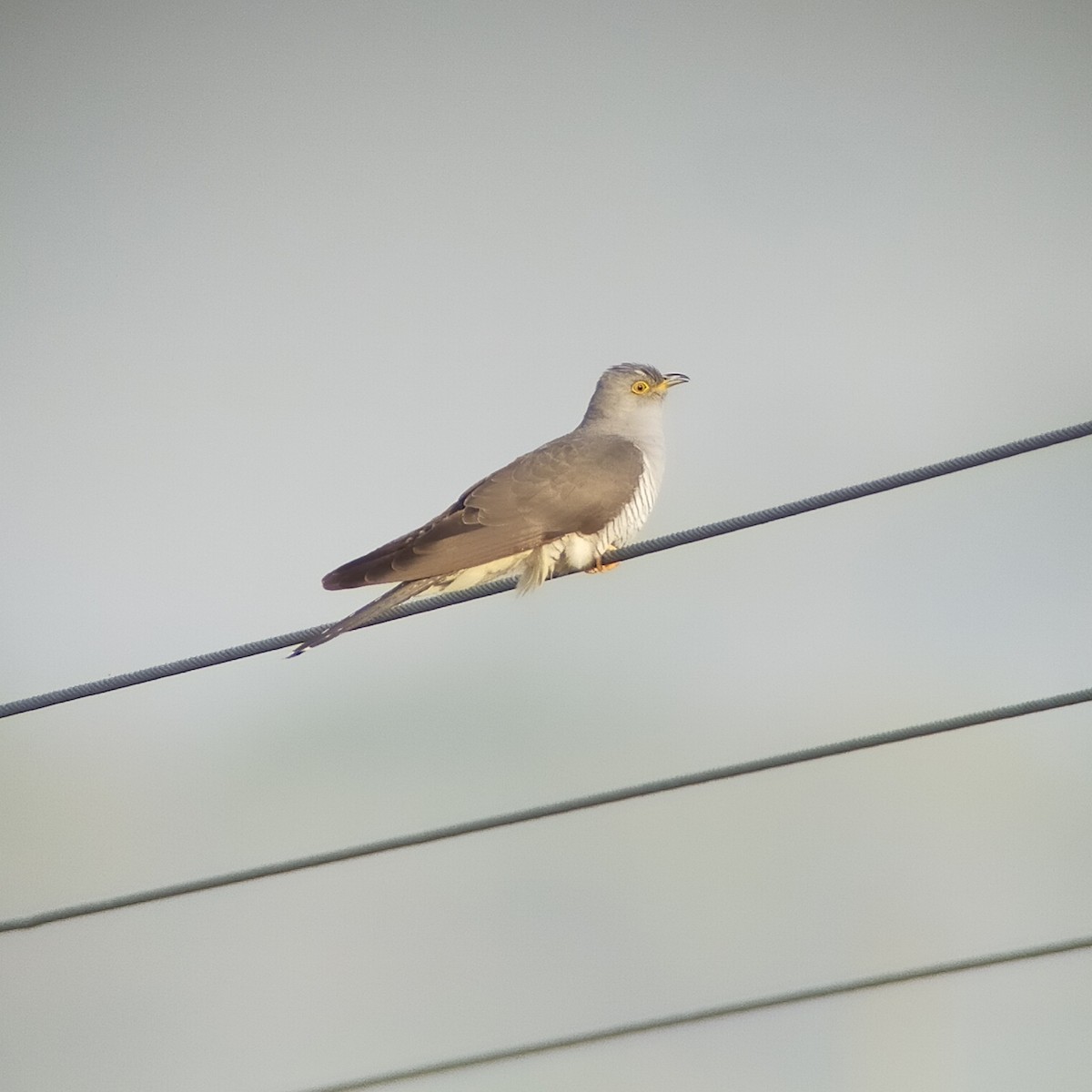 Common Cuckoo - ML618381861