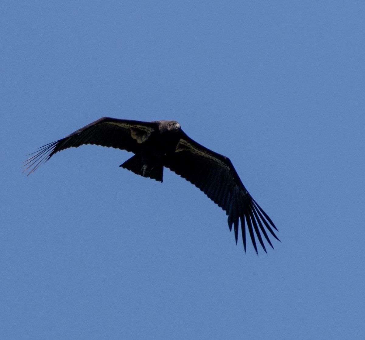 Condor de Californie - ML618381883