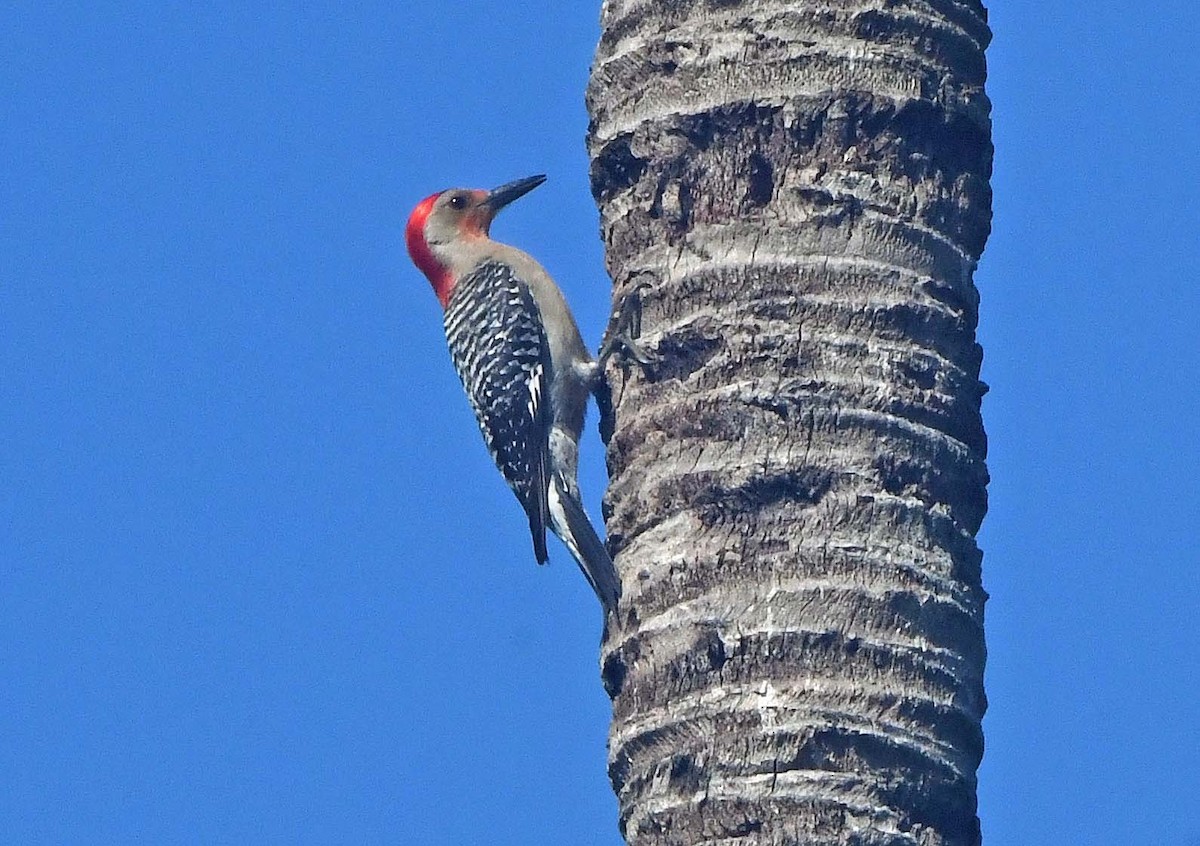 Red-bellied Woodpecker - Sharon Lynn
