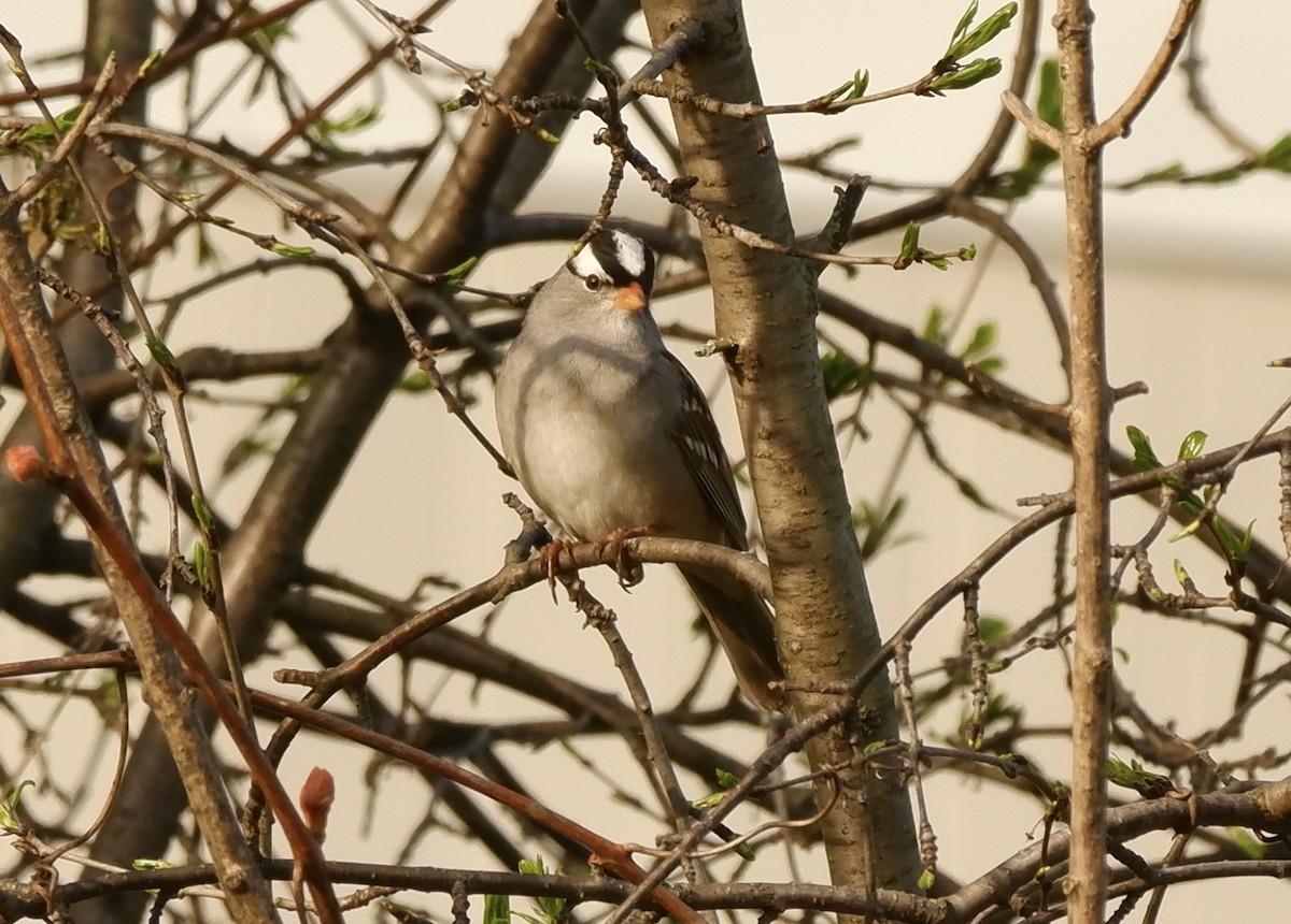 White-crowned Sparrow - ML618381890