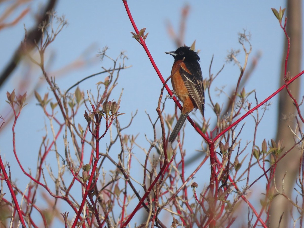 Orchard Oriole - ML618381917
