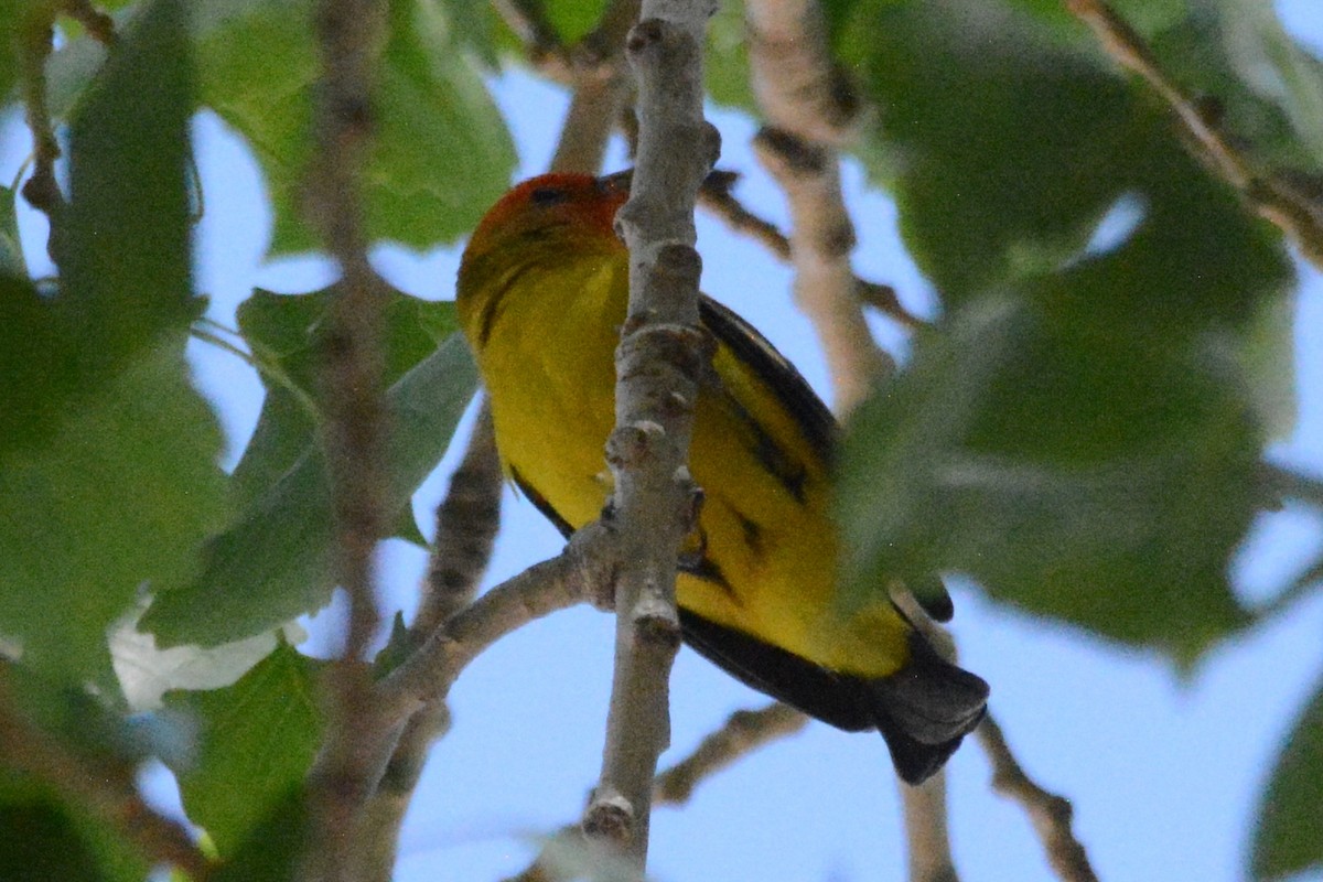 Western Tanager - ML618381920