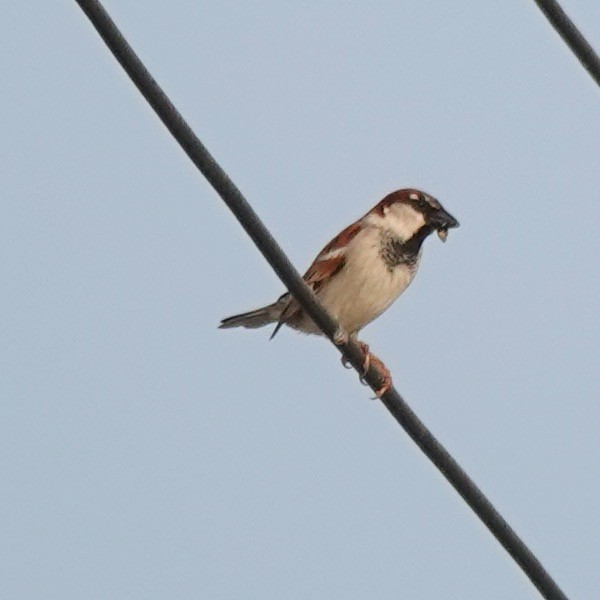 House Sparrow - ML618381925
