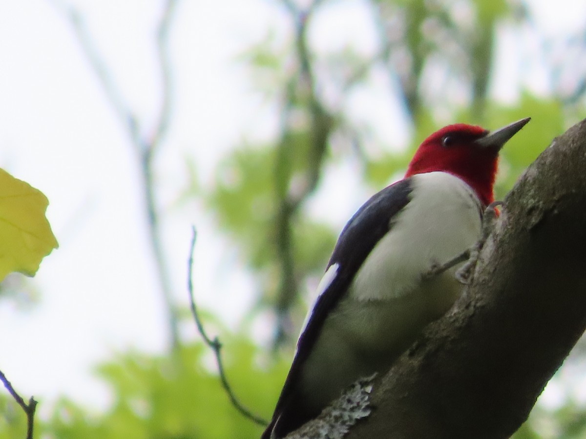 Red-headed Woodpecker - David Huff