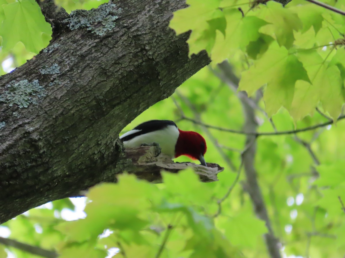 Red-headed Woodpecker - David Huff