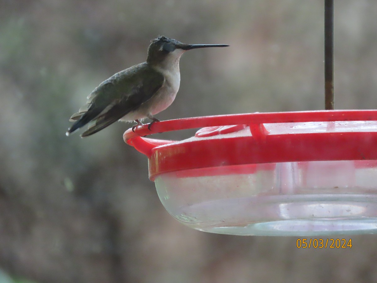 Ruby-throated Hummingbird - ML618381978