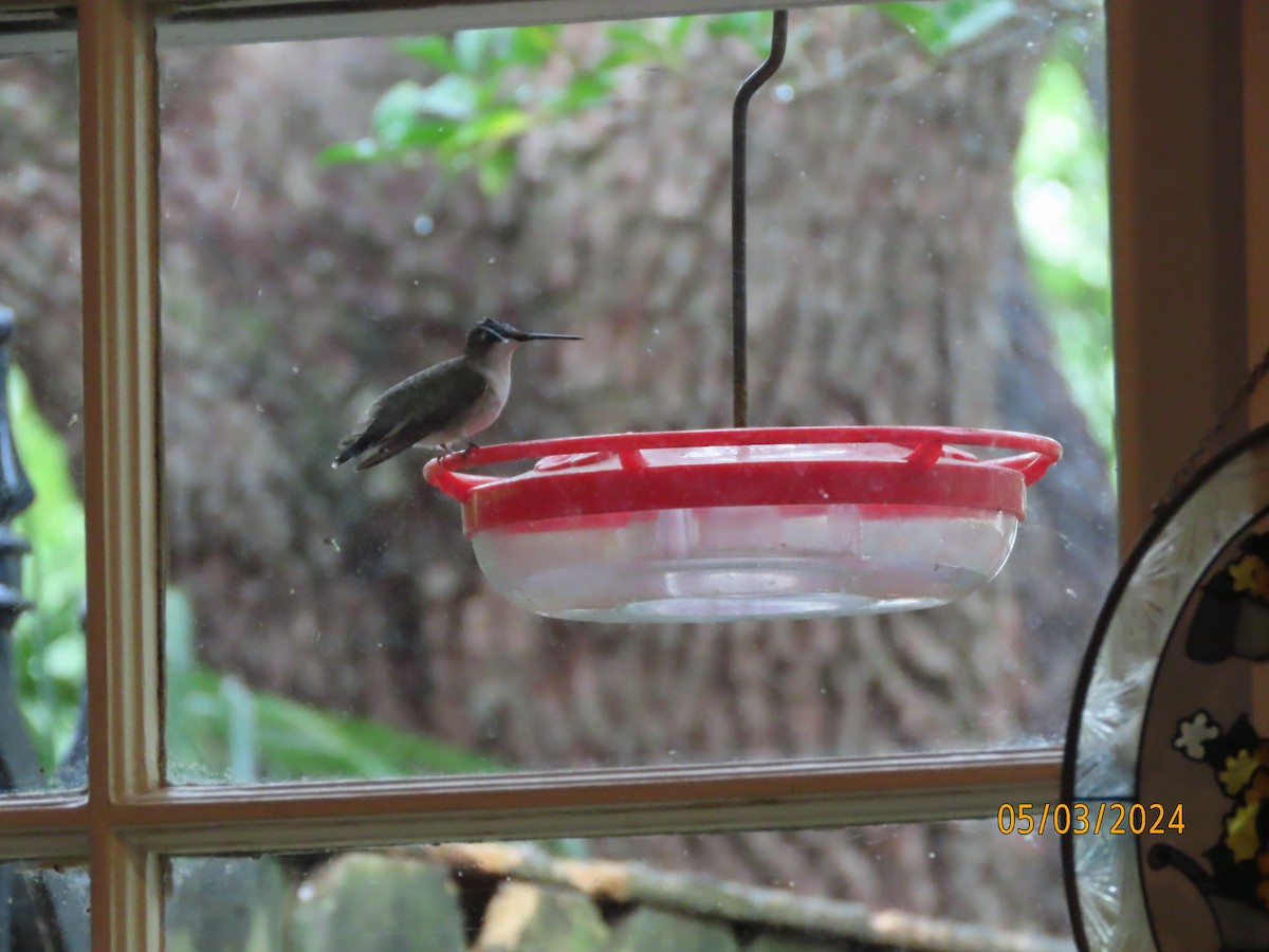 Ruby-throated Hummingbird - ML618381979