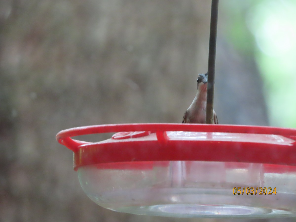 Ruby-throated Hummingbird - ML618381980