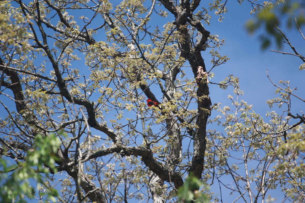 Scarlet Tanager - ML618381983