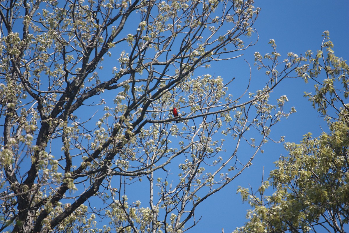 Scarlet Tanager - ML618381985