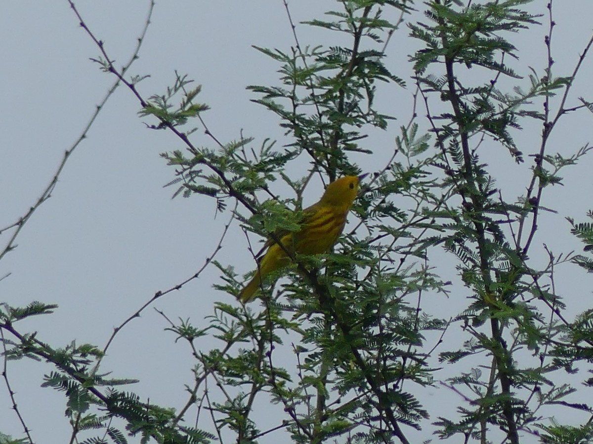 Yellow Warbler - ML618381997