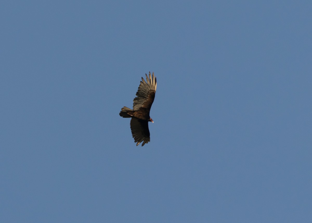 Turkey Vulture (Northern) - ML618381999