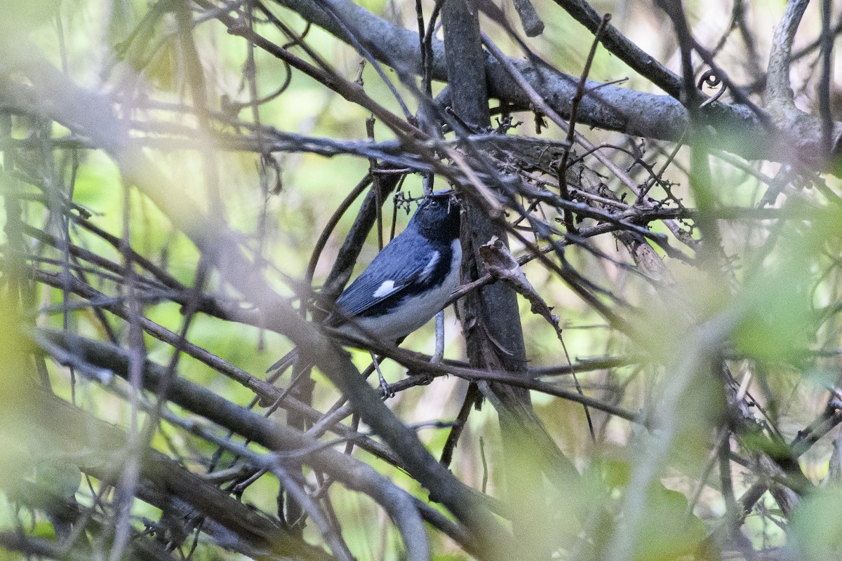 Black-throated Blue Warbler - Christine Andrews