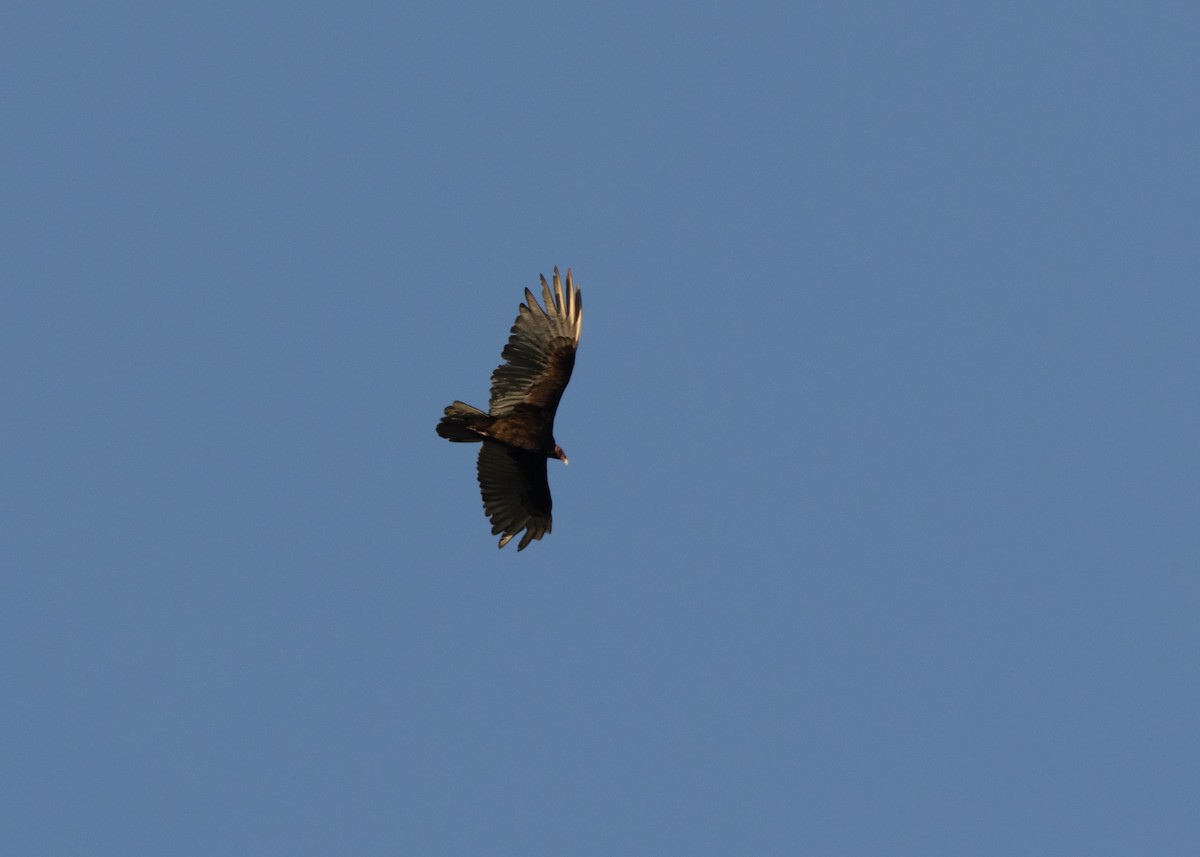 Turkey Vulture (Northern) - ML618382001