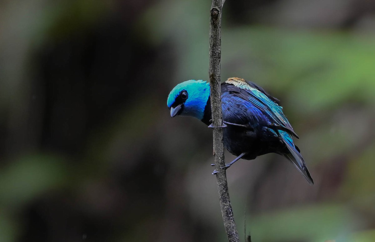 Blue-necked Tanager - Guillermo Padierna