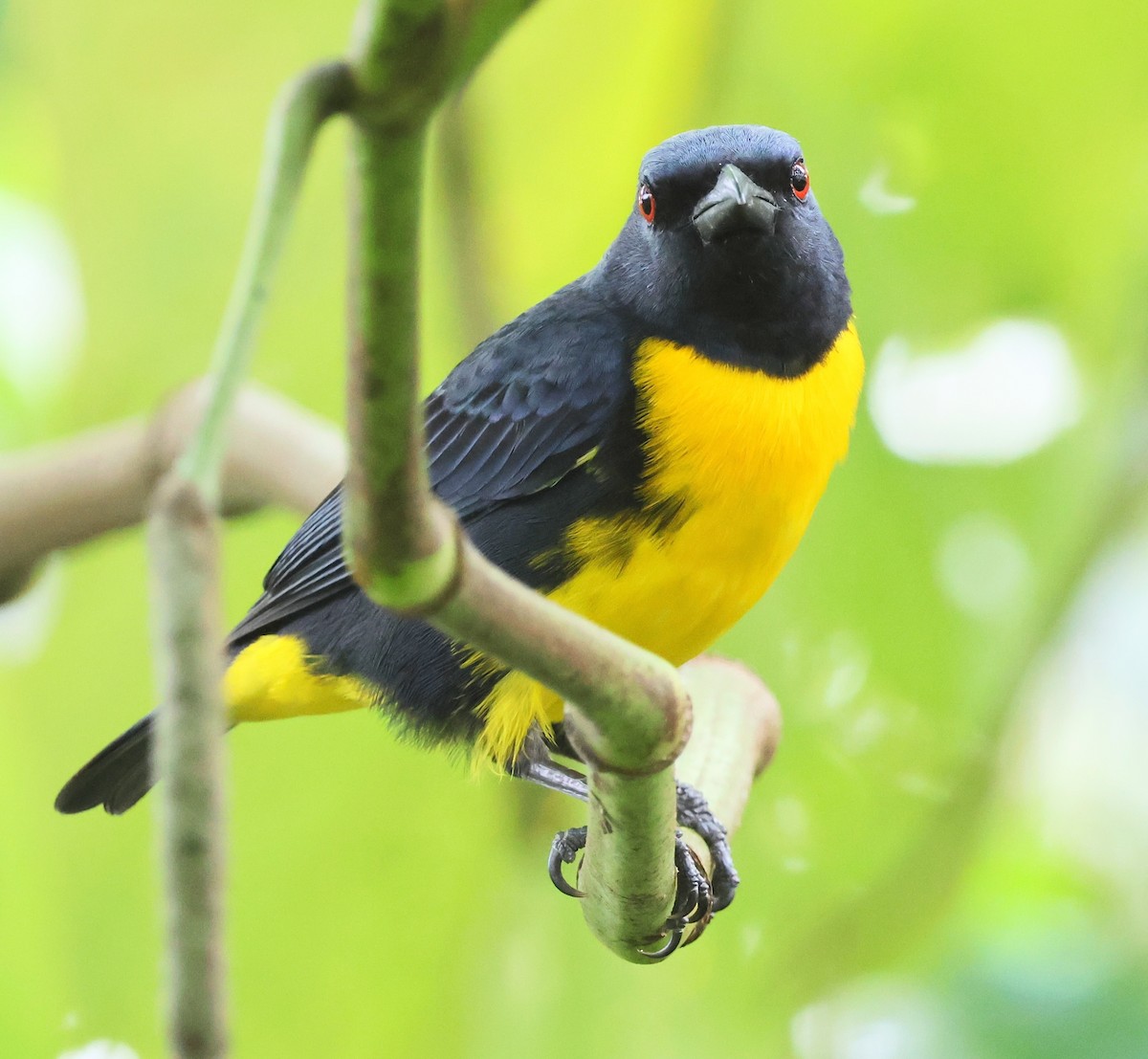 Blue-and-gold Tanager - ML618382011