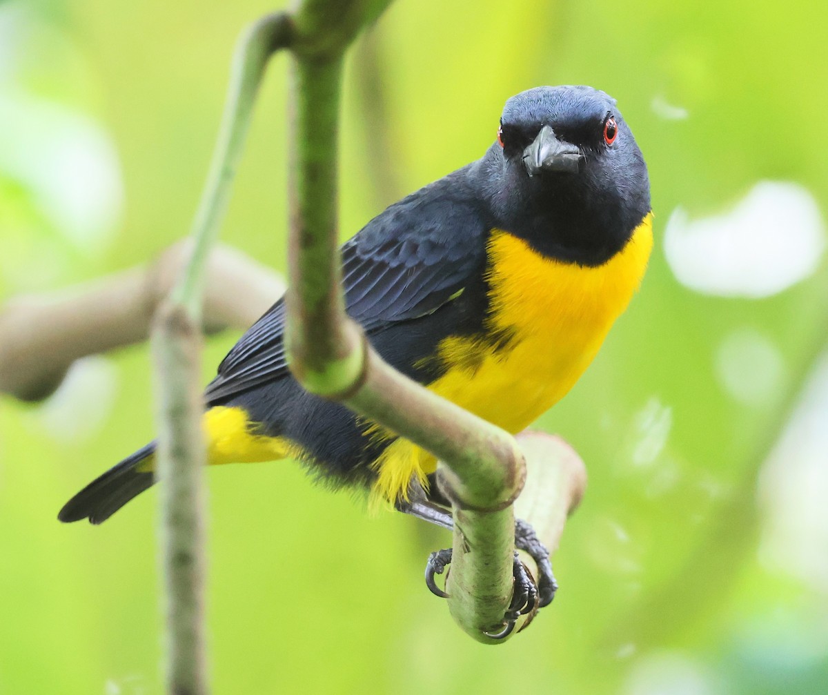 Blue-and-gold Tanager - ML618382012
