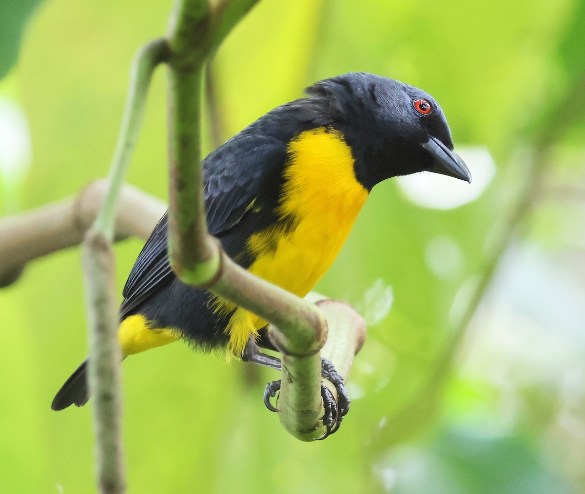Blue-and-gold Tanager - ML618382013